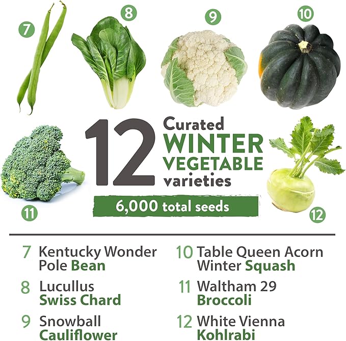 HOME GROWN 12 Winter Vegetable Seeds Heirloom,Fall & Winter Vegetable Seeds for Planting Home Garden: Bean, Beet, Broccoli, Cabbage, Carrot, Cauliflower, Kale,Parsnip,Squash,Chard & More