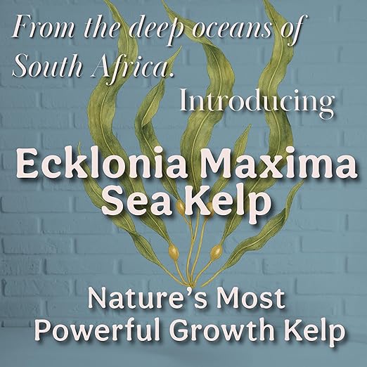 Organic Liquid Kelp & Seaweed Extract (Ecklonia Maxima) Plant Super Food - Indoor Houseplant Fertilizer - Organic Fertilizer for Flowers, Seedlings & Gardens - 8oz Treats 50 Gallons