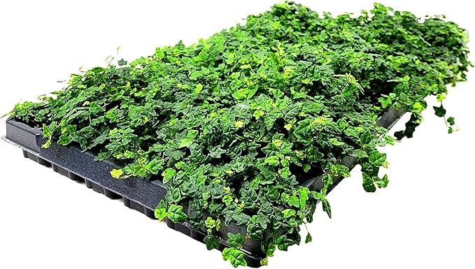 Ficus Pumila Quercifolia | 10 Live Plants | Oak Leaf Creeping Fig, Easy-Care Indoor/Outdoor Trailing Vine Plant, Perfect for Walls and Ground Cover