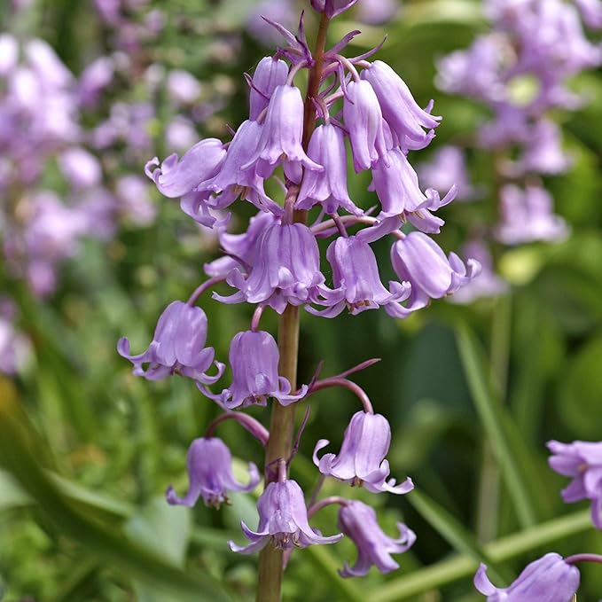 Easy to Grow Spanish Bluebells Pink 10 Plant Bulbs - Pink Fragrant Flowers in Spring, Partial Sun Outdoor Zones 3-8