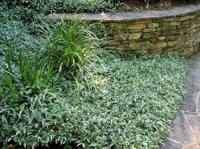 Jasmine Asiatic Variegated Plants | 10 Live 4 Inch Pots | Trachelospermum Asiaticum 'Variegata' | Fragrant Ground Cover | Evergreen Vine