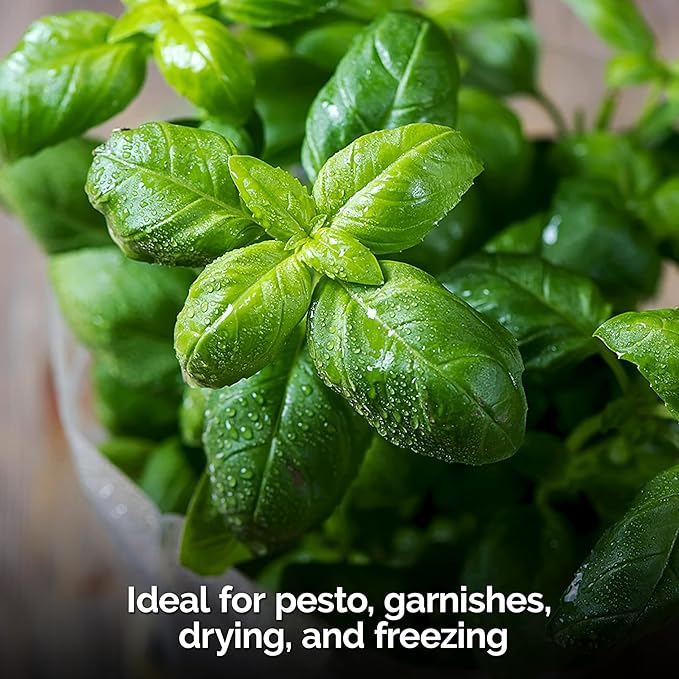 KVITER 2000 Italian Basil Seeds for Planting (Ocimum basilicum) - Sweet Genovese Basil, Heirloom & Non GMO, Classic Pesto Flavor - Herb Seeds to Plant in Containers, Outdoor & Indoor Herb Garden