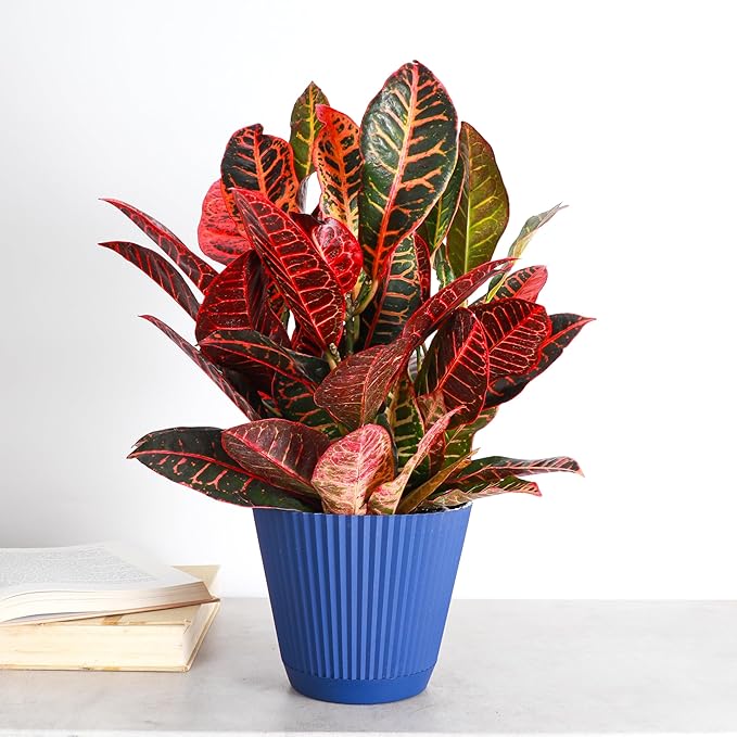 Thorsen's Greenhouse Live Petra Croton Plant, Codiaeum Variegatum, Colorful Foliage, Live Indoor Houselant (Navy, 6-inch Pot)