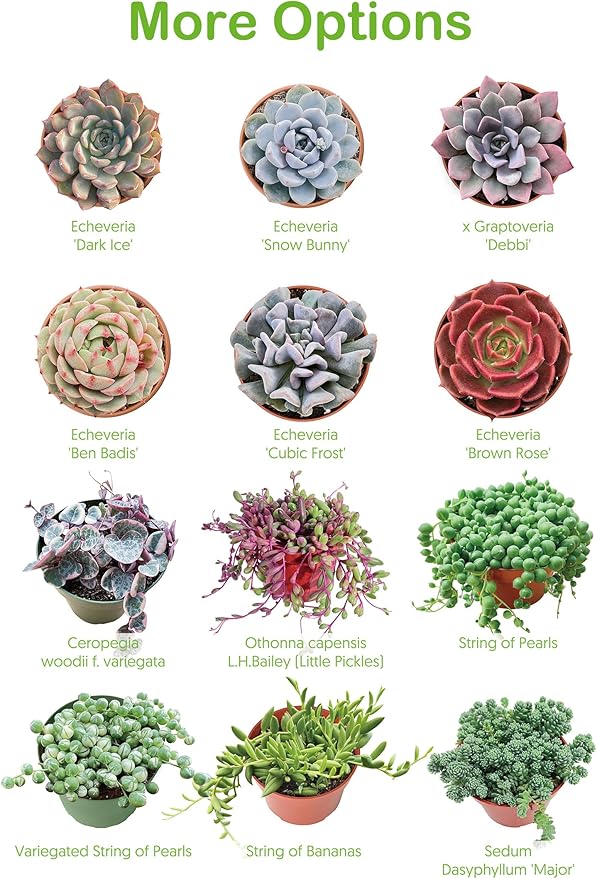 2" Live Succulent 'Cremnosedum Little Gem', Rare Succulent Plants Fully Rooted in Pots, Unique House Plant for DIY, Party Favor, Home Office Decoration