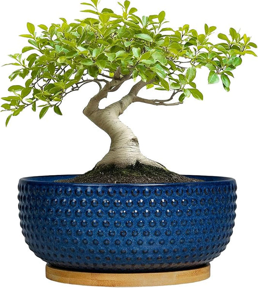 Bonsai Pots - 8 Inch Ceramic Pots for Succulent Plants & Bonsai Tree, Planter with Drainage Hole and Saucer, Modern Round Decorative Flower Planters, House Decor, Gifts for Women Man, Blue