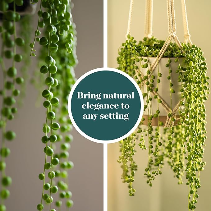Shop Succulents String of Pearls Succulent Plant 2" Grow Pot Pack of 20