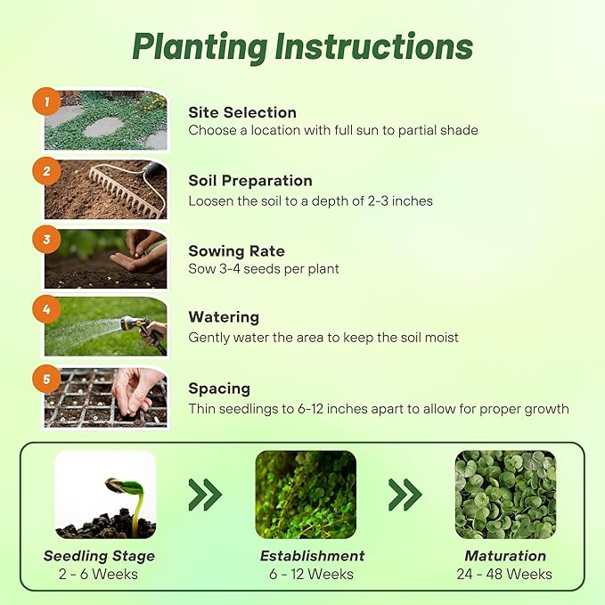 Outsidepride Perennial Dichondra Emerald Falls Seed - 30 Pcs Drought & Heat Tolerant, Low-Growing, Ground Cover Seeds for Planting Lush Green Ground Cover for Gardens, Pathways & Container Planting