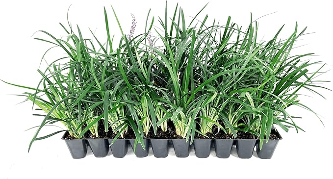 Super Blue Liriope Muscari - 3 Live Plants - Evergreen Ground Cover Grass