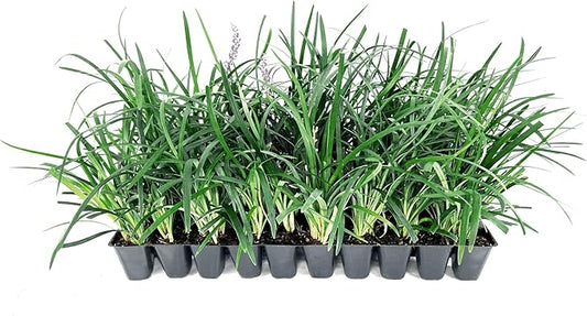 Super Blue Liriope Muscari - 10 Live Plants - Evergreen Ground Cover Grass