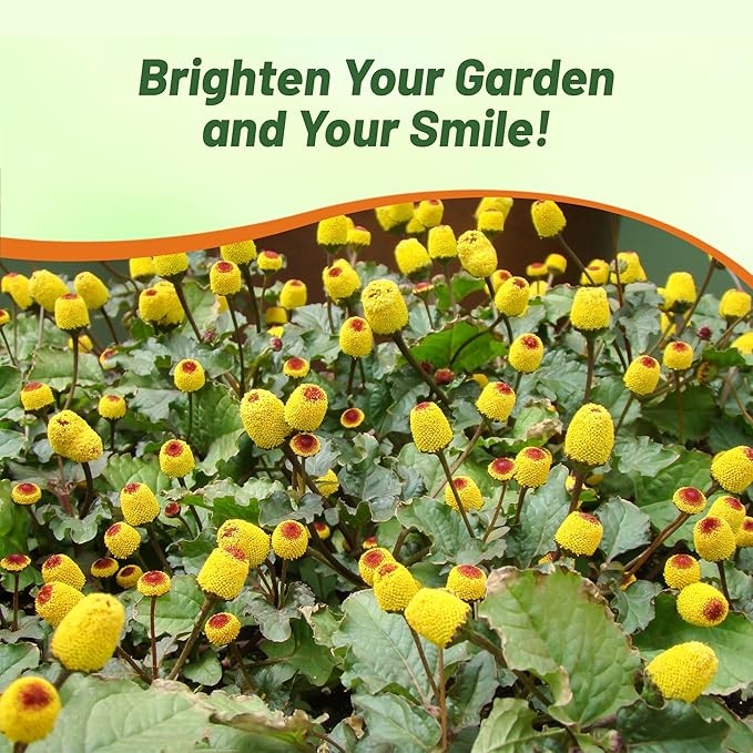 Outsidepride Toothache Plant Seeds - 10000 Pcs. Perennial, Easy to Grow & Pollinator Friendly, Herb Seeds for Planting Ornamental, Pompom-Shaped Yellow Blooms for Culinary Creations & Herb Gardens