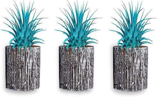 Air Plants - Tillandsia Ionantha - Organically Enhanced Color - Live Arrival Guaranteed - House Plants for Home Decor & Gift (3pk Turquoise + White Barrels)