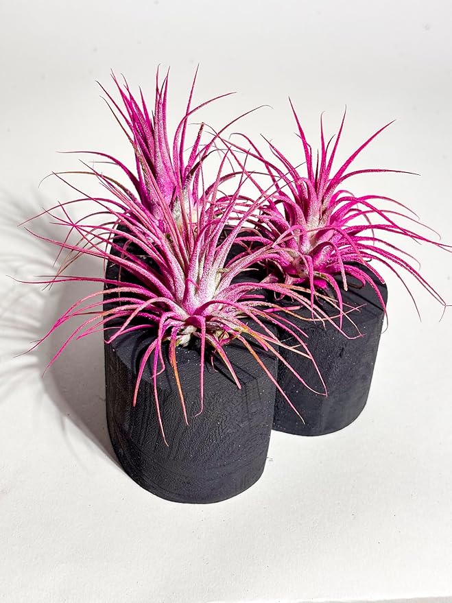 Air Plants - Tillandsia Ionantha - Organically Enhanced Color - Live Arrival Guaranteed - House Plants for Home Decor & Gift (Rose Pink 3 Pk + Black Heart)