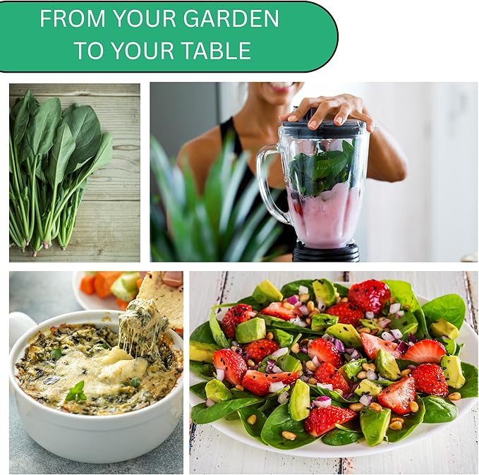 Woods Creek Seeds: Viroflay Spinach Seeds for Planting - Over 450 Heirloom Spinach Seed Pack - Non-GMO Viroflay Spinach Seeds for Planting Outdoors or Hydroponic Vegetable Gardening