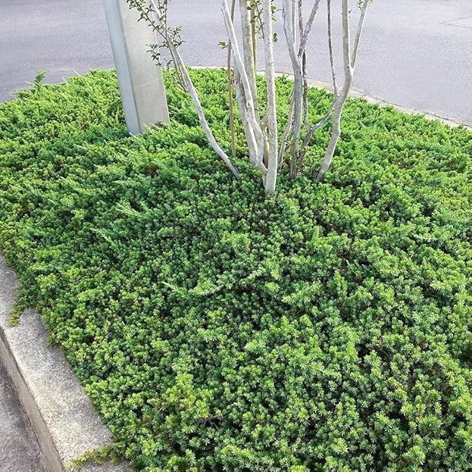 Dwarf Japanese Garden Juniper | 5 Live 4 Inch Pots | Juniperus Procumbens Nana | Drought Tolerant Evergreen Groundcover | Great Plants for Bonsai