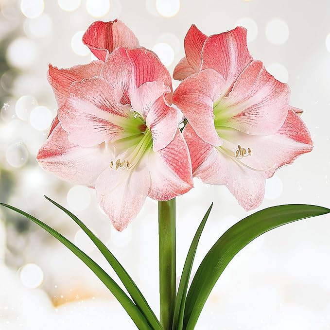 Garden State Bulb Apple Blossom Amaryllis Flower Bulb, 28/30cm, Holiday (Bag of 6)