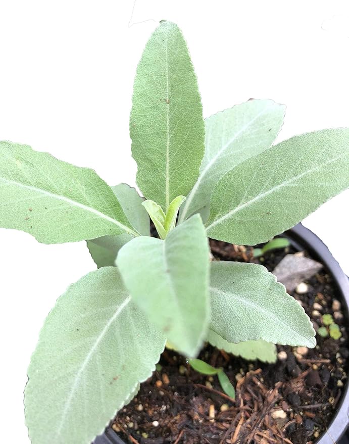 Organic White Sage (Salvia apiana) Plant in 2.5-inch Pot by Smoke Camp Crafts - Herb for Smudging and Purification - Make Your own Smudge Sticks
