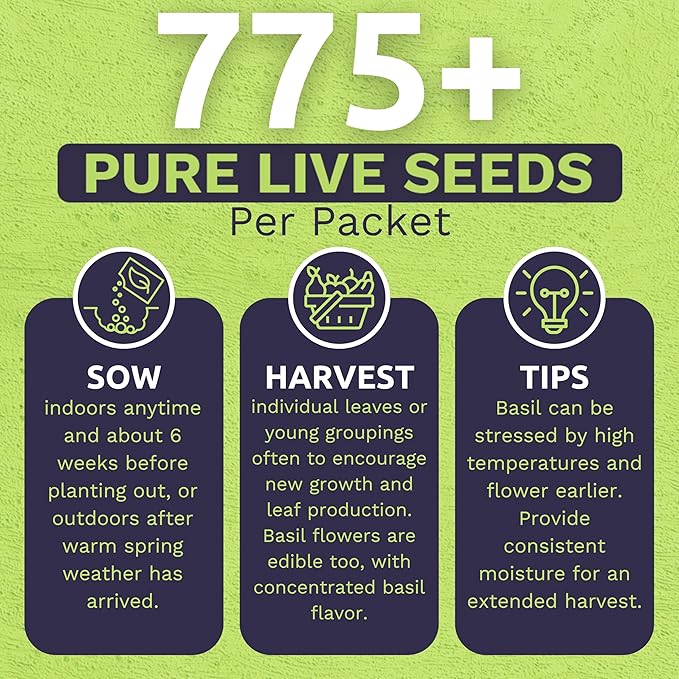 Organic Holy Basil Seeds ‘Tulsi’ – Two Seed Packets! – Over 1,550 Open Pollinated Non-GMO Seeds – Sweet Yards Seed Co.