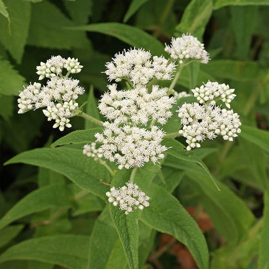 Outsidepride Boneset Eupatorium Seeds - 10000 Pcs Easy to Grow, Non-Invasive Perennial Flower Seeds for Planting for Pollinator Gardens, Flood Plains, Swamps, Bogs, or Stream Banks
