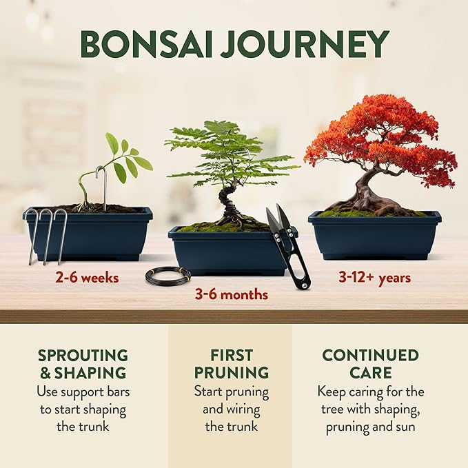 HOME GROWN Bonsai Tree Starter Kit – Unique Christmas Gift for Adults, Men & Women - Grow 4 Indoor Bonsai Trees from Seeds – Beginner DIY Crafts & Hobby Kit Gardening Gift for Plant Lovers, Mom & Dad