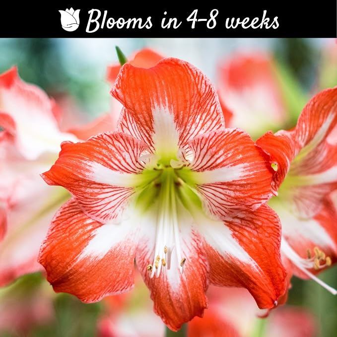 Easy to Grow Amaryllis 'Minerva' Pre-Planted Bulb Indoor Gift Kit in a Silver Square - Red & White Flowering Blooms in 4 to 8 Weeks