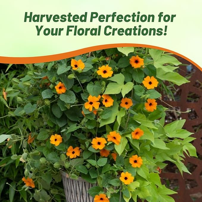 Outsidepride Sunrise Orange Thunbergia Black Eyed Susan Seeds - 200 Pcs Annual, Climbing Vine Flower Seeds for Planting Orange Blooms for Low Maintenance Gardens, Containers, Trellis & Fences