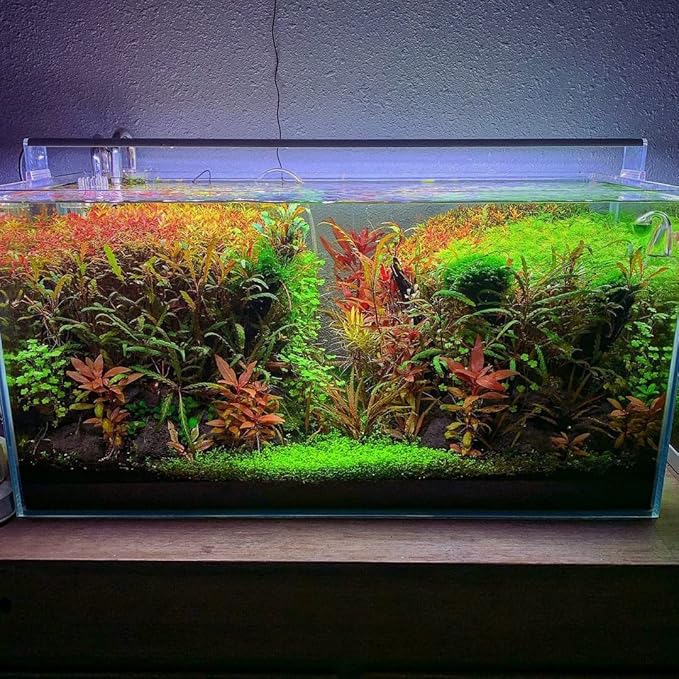 SubstrateSource Live Plant - Hydrocotyle Tripartita 'Japan' Tissue Culture Aquatic Live Aquarium Plant - 100% Snail Free in Vitro Cup (Hydrocotyle Japan)