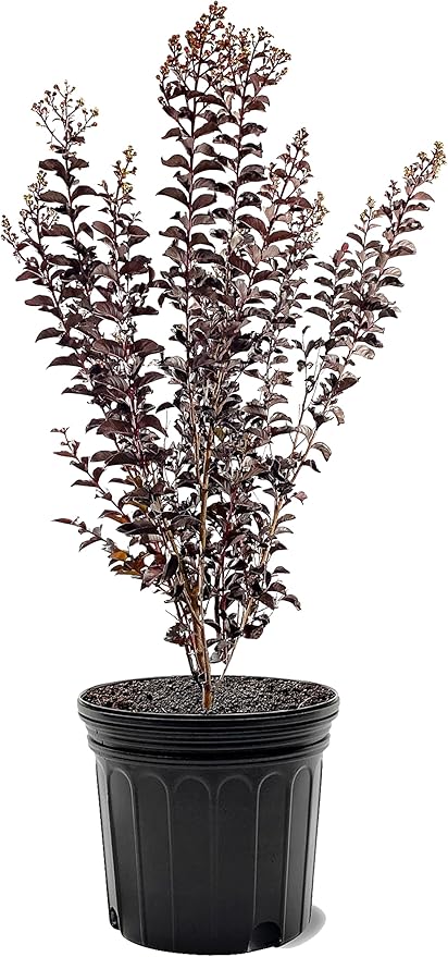 American Plant Exchange Lunar Magic Crape Myrtle Tree Live, 7-Gallon Pot, 2-3ft Tall, Vibrant White Flowers, Drought-Tolerant, Large Outdoor Landscape Accent, Year-Round Beauty