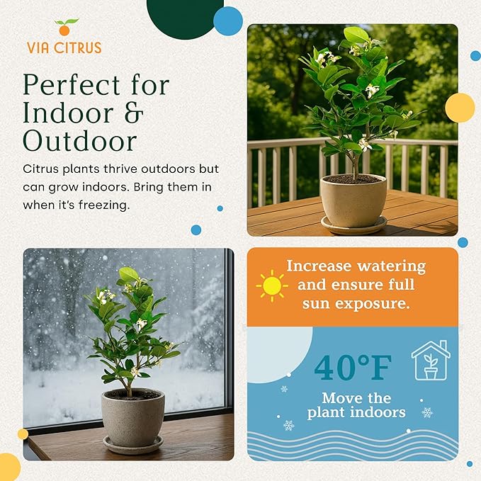 Ponderosa Lemon Patio Fruit Trees Live Plants 12-22" Tall - Dwarf Fruit Trees Live Plants Outdoor, Small Lemon Tree Cannot Ship: CA,AZ,TX,LA - Real Indoor Tree, Citrus Pot for Planting by Via Citrus