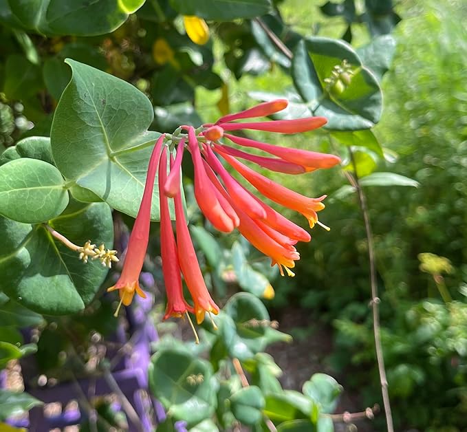 Major Wheeler Honeysuckle Vine - Perennial - Lonicera - 2.5" Pot - Fragrant