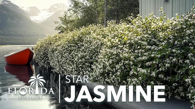 Jasmine Star Confederate I 1 Large Gallon Size Plant I Trachelospermum Jasminoides I Live Fragrant White Star-Shaped Flowers, Perfect for Trellises, Fences, and Arbors