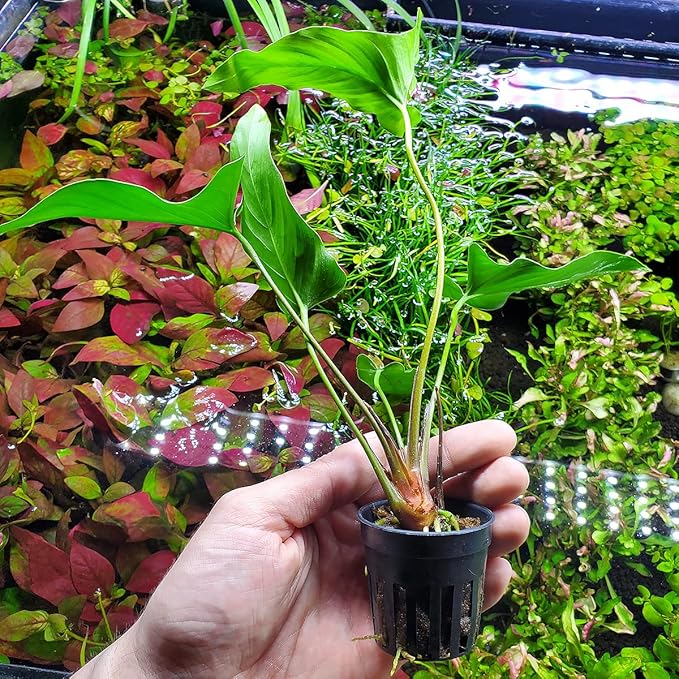 SubstrateSource Anubias Live Aquarium Plants - Potted Freshwater Plant for Fish Tanks, Terrariums - Beginner Friendly Low Light (Hastifolia, 1 Pot)