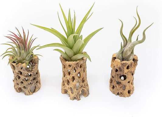 Air Plant Shop 3 Pack 3 Inch Cholla Cactus Holders with Assorted Air Plants- Wholesale and Bulk - Succulents - Live Tillandsia - Easy Care Indoor and Outdoor House Plants