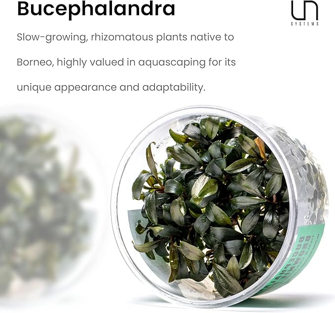 Ultum Nature Systems Live Tissue Culture - Bucephalandra Brownie Phoenix - Easy, Low-Med Light - Dark Green, Red, Purple Accent - Foreground to Midground - 100% Snail Free Grown in-Vitro - Small Cup