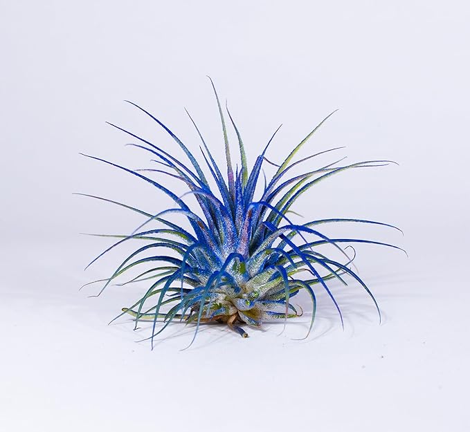 Air Plants - Tillandsia Ionantha - Organically Enhanced Color - Live Arrival Guaranteed - House Plants for Home Decor & Gift (Blue Bell 3PK + Black Gold Heart)