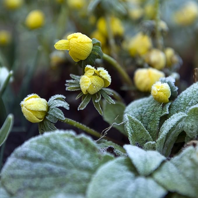 Easy to Grow Eranthis Winter Aconite 30 Plant Bulbs - Yellow Flowers in Late Winter to Spring, Full to Partial Sun Outdoor Zones 4-9