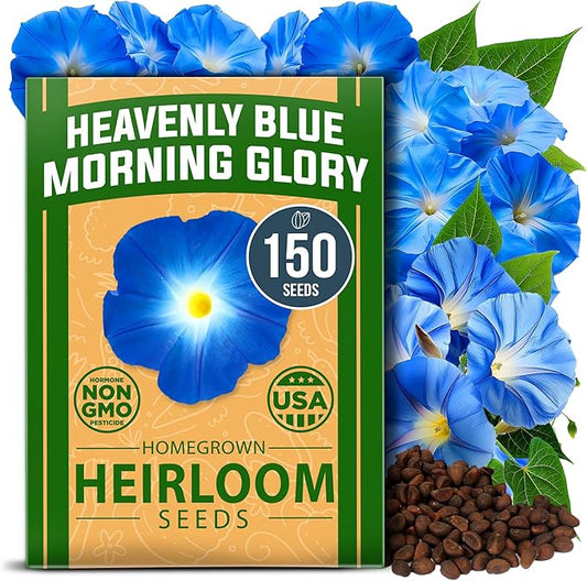 HOME GROWN 𝗨?𝗔 𝗣𝗥𝗘𝗠𝗜𝗨𝗠 Heavenly Blue Morning Glory - 150 Heirloom Seeds for Planting, 𝗡𝗢𝗡-𝗚𝗠𝗢 Ideal for a Flower Garden That Attracts Pollinators and Birds (Ipomoea Tricolor)