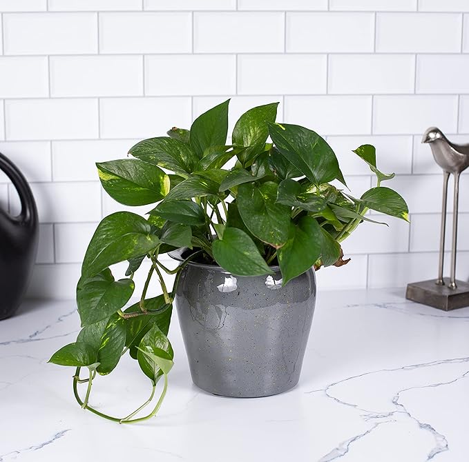 BIRDROCK HOME 7.75" Grey Urn Planter - 2 Pack - Indoor or Outdoor Plant Flower - Patio Porch Garden Pots - Rust and Weather Resistant