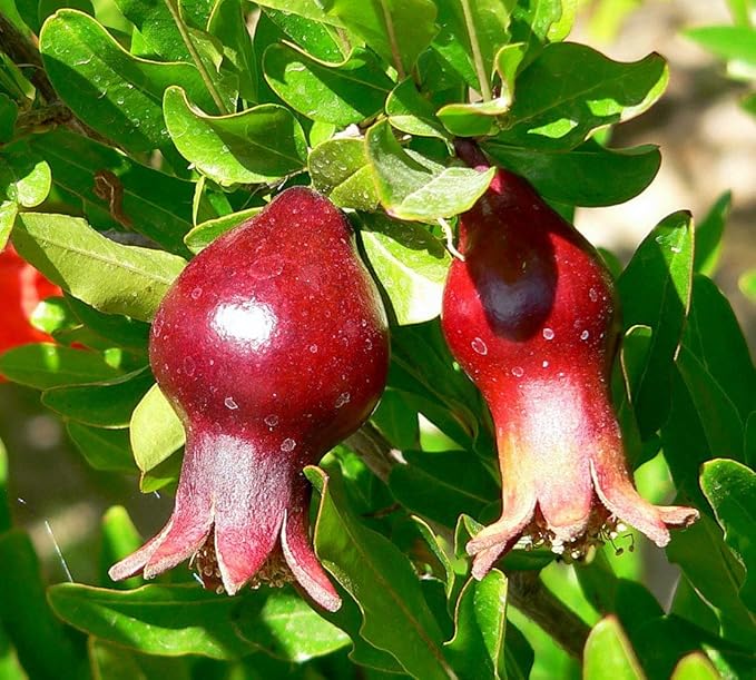Dwarf Pomegranate Plant- Punica - Bonsai/Houseplant/Outdoors - Edible - 2.5" Pot
