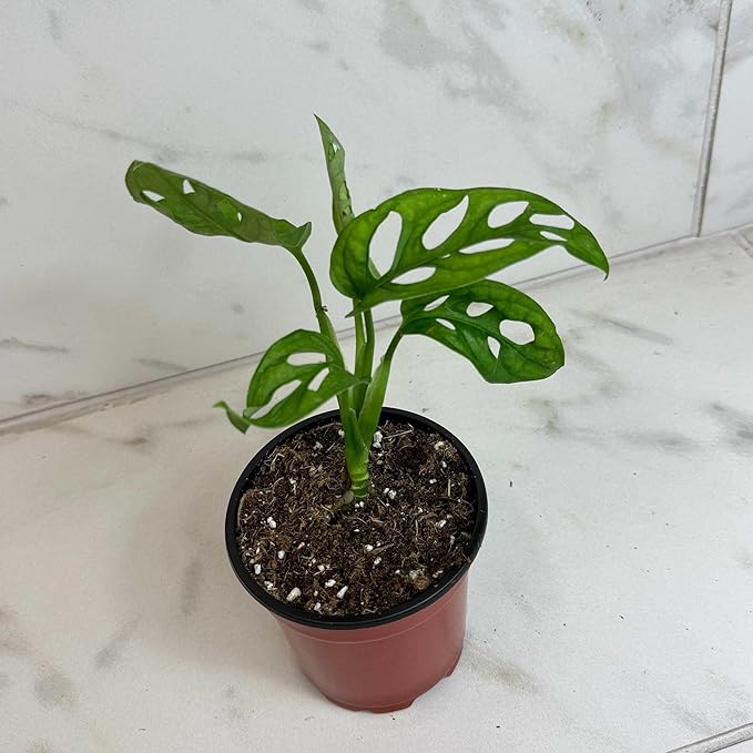Monstera Swiss Cheese Vine, 4" Plant