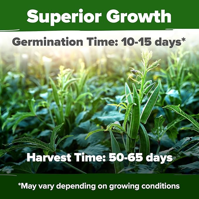 HOME GROWN Clemson Spineless Okra Seeds 101+ Heirloom Vegetable Seeds for Planting Easy to Grow Outdoor Summer Garden High Germination Rate (Abelmoschus esculentus)