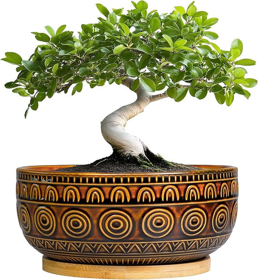 Bonsai Pots 8 Inch - Ceramic Succulent Planters for Indoor Plants, Shallow Plant Pots with Drainage Hole and Saucer, Boho Round Planter Bowl, Office Decor, Brown