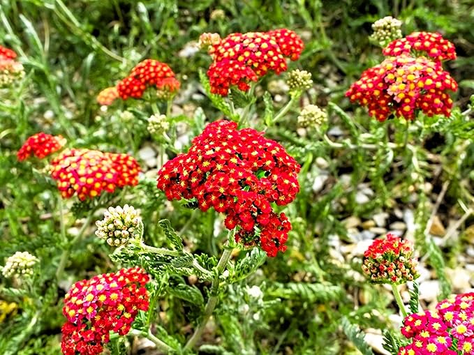 Greenwood Nursery: Live Perennial Plants - Achillea New Vintage Red Yarrow - [Qty: 1x Pint Pot] - (Click for Other Available Plants/Quantities)
