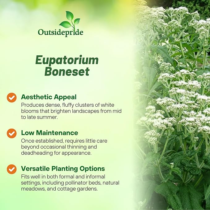 Outsidepride Boneset Eupatorium Seeds - 10000 Pcs Easy to Grow, Non-Invasive Perennial Flower Seeds for Planting for Pollinator Gardens, Flood Plains, Swamps, Bogs, or Stream Banks