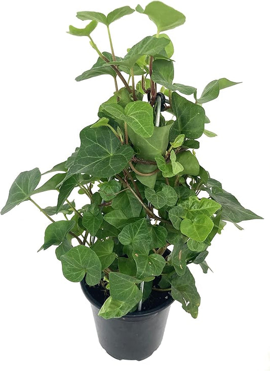 English Ivy Tree - 5 Live Plants in 4 Inch Pots - Hedera Helix - Florist Quality - Stylish Air Purifying Topiary Houseplant Vine