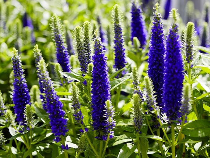 Greenwood Nursery: Live Perennial Plants - 'Royal Candles' Spiked Speedwell + Veronica Spicata - [Qty: 2X Pint Pots] - (Click for Other Available Plants/Quantities)