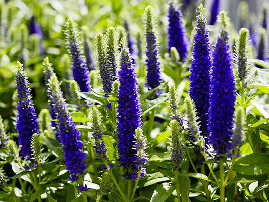 Greenwood Nursery: Live Perennial Plants - 'Royal Candles' Spiked Speedwell + Veronica Spicata - [Qty: 2X Pint Pots] - (Click for Other Available Plants/Quantities)
