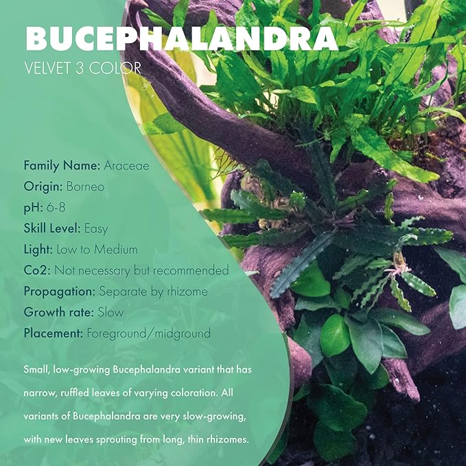 SubstrateSource Bucephalandra Velvet 3 Color Live Aquarium Plant - Natural Freshwater Fish Tank Decorations, Aquatic Decor (Plant (10-15 Leaves))