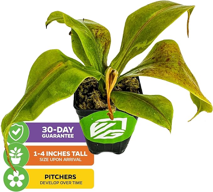 St. Gaya Pitcher Plant - Carnivorous Nepenthes by Wellspring Gardens - Unique Pitchers, Easy-Care, Indoor Plant, Striking Housplant - Fascinating Carnivorous - Starter Plant Aquatic Plant