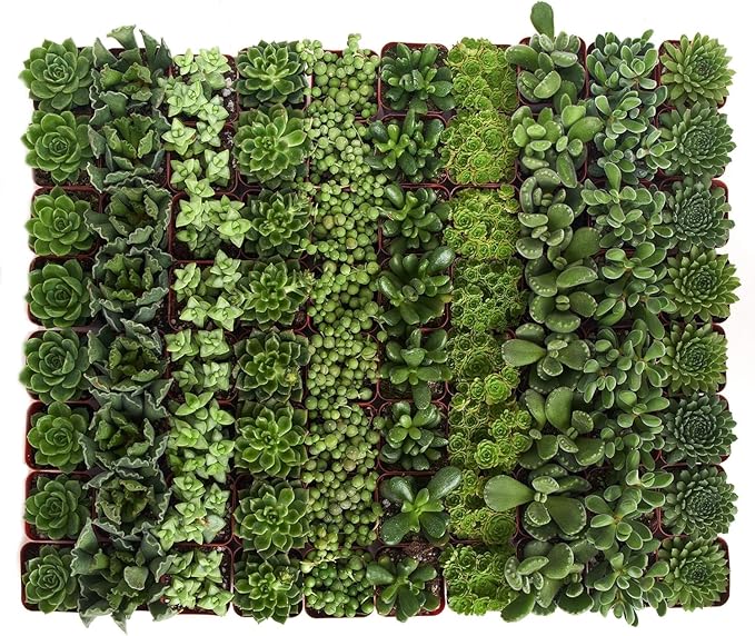 Shop Succulents Verde Succulent Plant Pack Bulk Collection - Live Mini Succulent Plants, Low Maintenance, Mix of Green Succulents & Textures - Wedding and Party Favors, Gift & Garden, Pack of 64