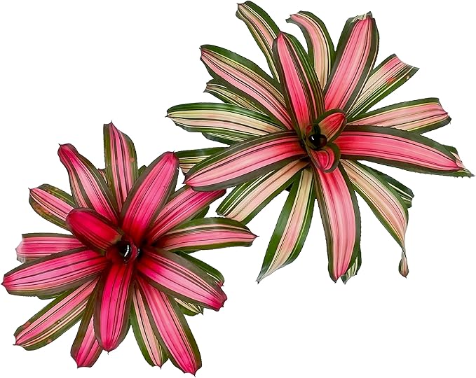 ragnaroc Live Plants – Bromeliad Neoregelia Minerva, 8-12" in 6" Pot - 1ct - Live Arrival Guaranteed - House Plants for Home Decor & Gift